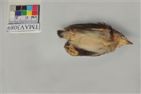 藏品(白頭翁)的圖片